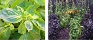 outdoor flower design in dallas